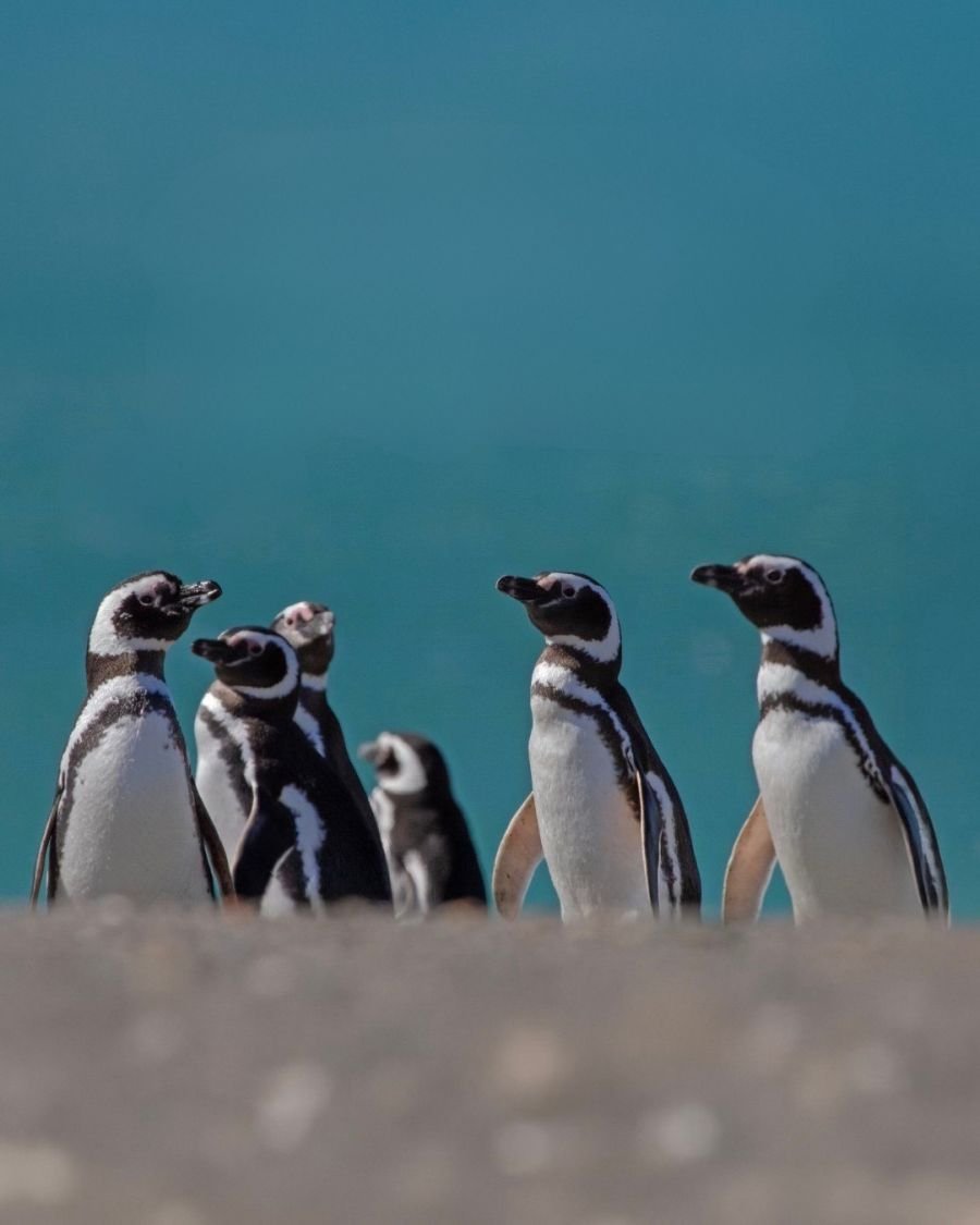 Santa Cruz rastrea a los pingüinos de Magallanes para conocer sus rutas en el mar