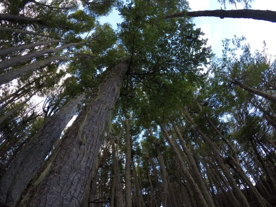 El CAP abrió nuevo período de regularización para la actividad forestal
