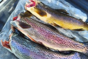 El Chaltén: Pesca Continental refuerza controles junto a Gendarmería Nacional