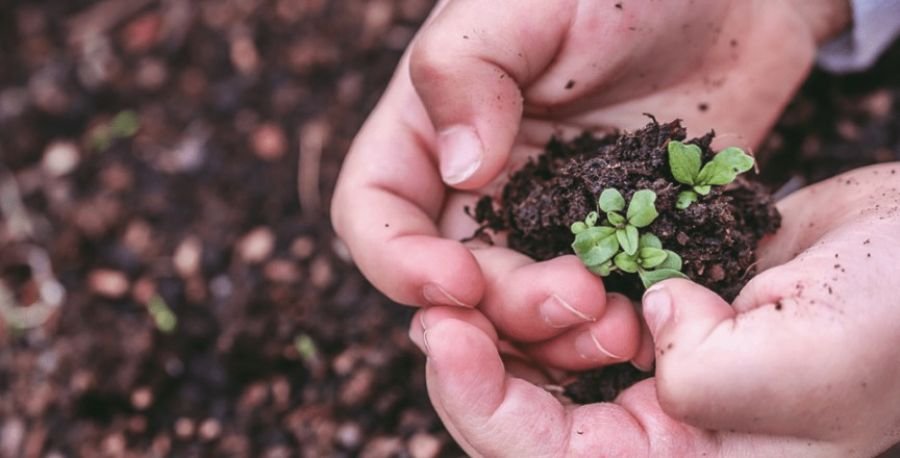 Eco Canje: invitan a cambiar materiales reciclables por árboles