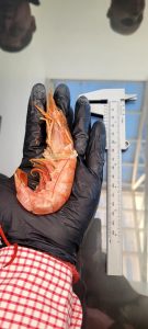 Santa Cruz capacitó observadores a bordo para fortalecer el control de la pesquería de langostino