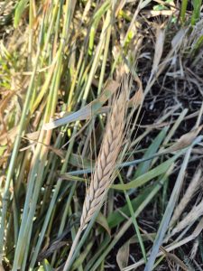 Santa Cruz trabaja para potenciar el desarrollo agrícola en la Cuenca