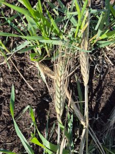 Santa Cruz trabaja para potenciar el desarrollo agrícola en la Cuenca