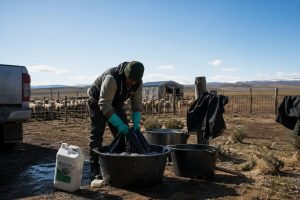 Santa Cruz refuerza la prevención de la sarna ovina ante el ingreso de cuadrillas de esquila