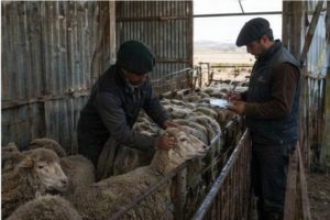 Santa Cruz refuerza la prevención de la sarna ovina ante el ingreso de cuadrillas de esquila
