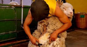 Santa Cruz refuerza la prevención de la sarna ovina ante el ingreso de cuadrillas de esquila
