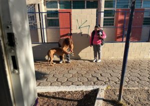 Más amor, menos abandono: La Escuela N° 43 transformó el Día del Animal en una lección de vida