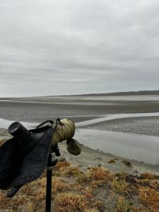 Santa Cruz refuerza el monitoreo del Chorlito Ceniciento con un nuevo censo binacional