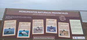 Santa Cruz refuerza el monitoreo del Chorlito Ceniciento con un nuevo censo binacional