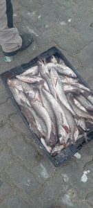 Producción fortalece los controles de fiscalización pesquera en Caleta Paula