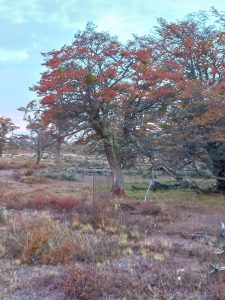 La Provincia fortalece el trabajo con nación para la implementación de la ley de bosques nativos