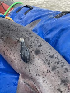 “La Memoria del Océano”: la Fundación Por el Mar rescata la historia de los tiburones en Santa Cruz