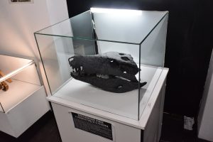 El Museo Molina se prepara para una nueva edición de la Noche de los Museos