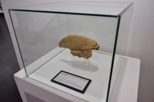 El Museo Molina se prepara para una nueva edición de la Noche de los Museos