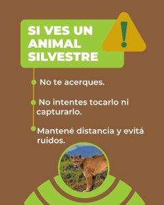 Ante la presencia o avistaje de fauna silvestre: ¿Qué debemos hacer?