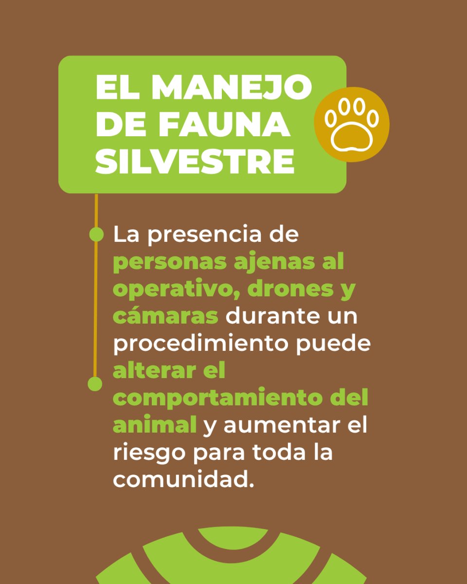 Ante la presencia o avistaje de fauna silvestre: ¿Qué debemos hacer?