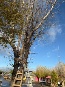 El Consejo Agrario Provincial llevó adelante un taller de poda y formación forestal en 28 de Noviembre