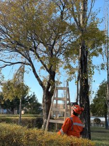 El Consejo Agrario Provincial llevó adelante un taller de poda y formación forestal en 28 de Noviembre