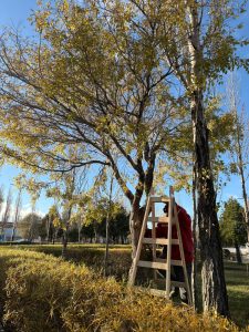 El Consejo Agrario Provincial llevó adelante un taller de poda y formación forestal en 28 de Noviembre