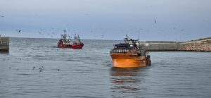Autorizan la pesca experimental de sardina en Santa Cruz tras gestiones realizadas ante el Consejo Federal Pesquero