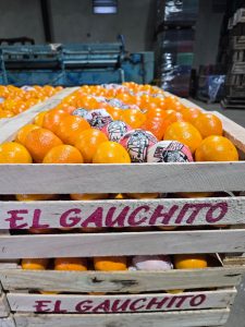 Llegaron cítricos premium de Entre Ríos al Mercado Concentrador Patagónico inicia su segunda semana de venta mayorista