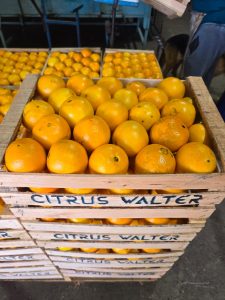 Llegaron cítricos premium de Entre Ríos al Mercado Concentrador Patagónico inicia su segunda semana de venta mayorista