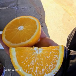 Llegaron cítricos premium de Entre Ríos al Mercado Concentrador Patagónico inicia su segunda semana de venta mayorista