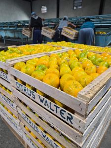 Llegaron cítricos premium de Entre Ríos al Mercado Concentrador Patagónico inicia su segunda semana de venta mayorista
