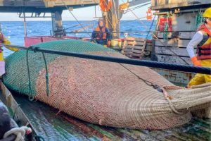 Pesca: Quedó oficialmente habilitada la apertura de la temporada de langostino 2026