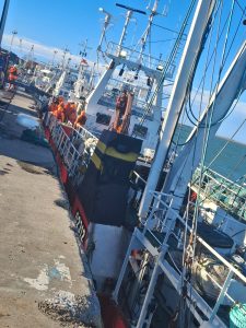 Continúan con éxito las descargas de langostino en Puerto Deseado