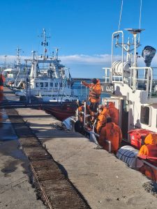 Continúan con éxito las descargas de langostino en Puerto Deseado
