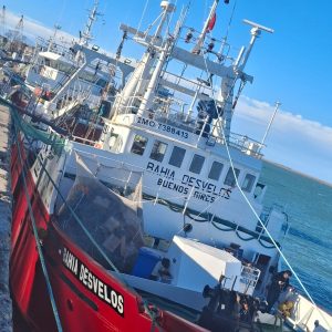 Continúan con éxito las descargas de langostino en Puerto Deseado