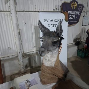 Santa Cruz vuelve a poner en valor el potencial productivo del guanaco