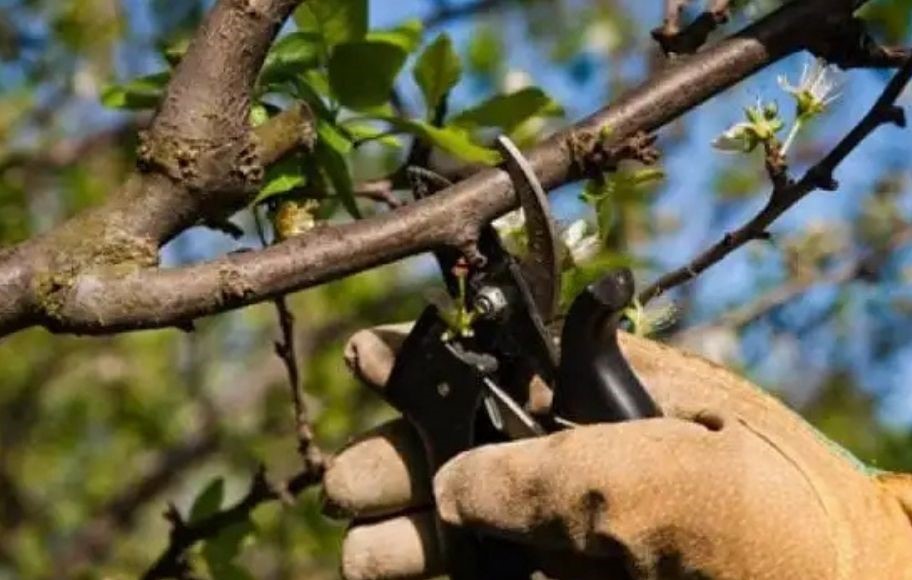 Santa Cruz impulsa una capacitación sobre poda y reproducción de estacas en Los Antiguos