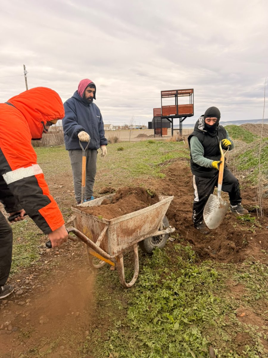 Plantación de ejemplares de álamo criollo producidos en el Vivero.