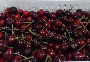 Impulso a la Producción Agrícola y Pecuaria de la Patagonia