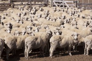 Impulso a la Producción Agrícola y Pecuaria de la Patagonia