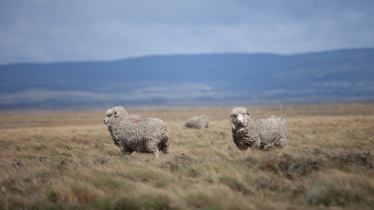 El Consejo Agrario Provincial fortalece medidas de prevención contra el ingreso de sarna ovina