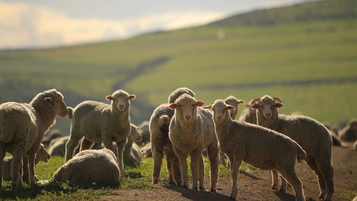 El Consejo Agrario Provincial fortalece medidas de prevención contra el ingreso de sarna ovina