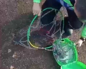 Cómo colocar cadenas para nieve: la Agencia de Seguridad Vial de Santa Cruz lanzó un tutorial