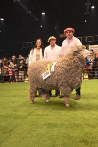 Santa Cruz campeón en Palermo: la genética ovina alcanzó el máximo reconocimiento 