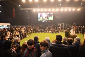 Santa Cruz campeón en Palermo: la genética ovina alcanzó el máximo reconocimiento 