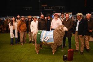 Santa Cruz campeón en Palermo: la genética ovina alcanzó el máximo reconocimiento 