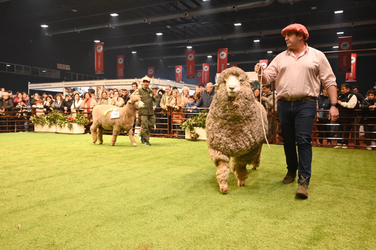 La competencia en la 138°Exposición de Ganadería, Agricultura e Industria Internacional en Palermo.