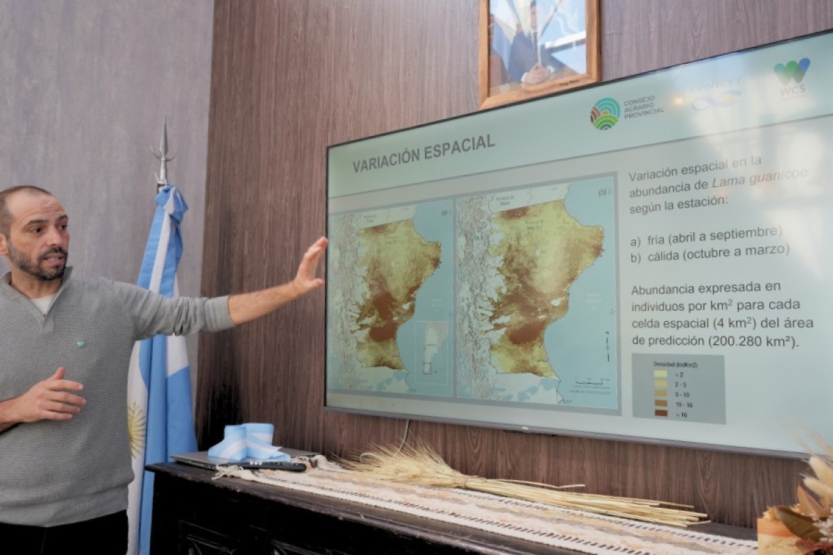 La población de guanacos en Santa Cruz se duplicó en la última década