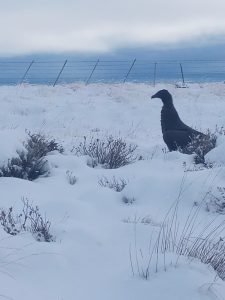 El Consejo Agrario Provincial rescató un cóndor en El Calafate 