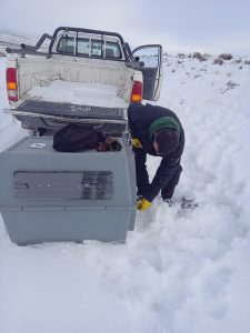 El Consejo Agrario Provincial rescató un cóndor en El Calafate 