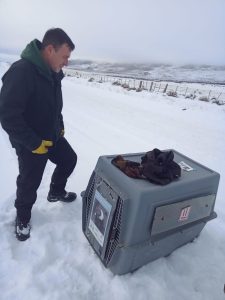 El Consejo Agrario Provincial rescató un cóndor en El Calafate 