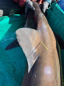 De la Ría Deseado a Sri Lanka: una investigación patagónica llegó al mayor encuentro mundial de tiburones