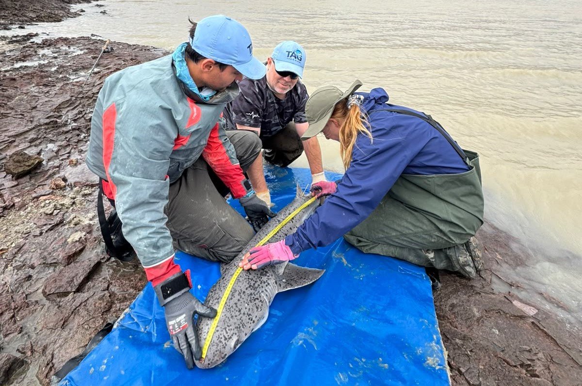 De la Ría Deseado a Sri Lanka: una investigación patagónica llegó al mayor encuentro mundial de tiburones